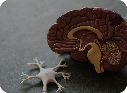 Головной мозг